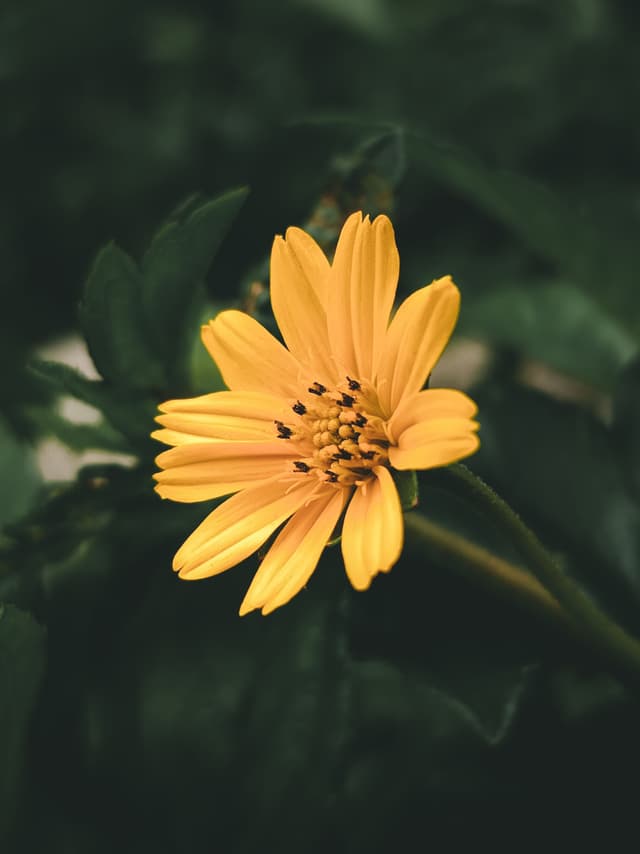Wildflower