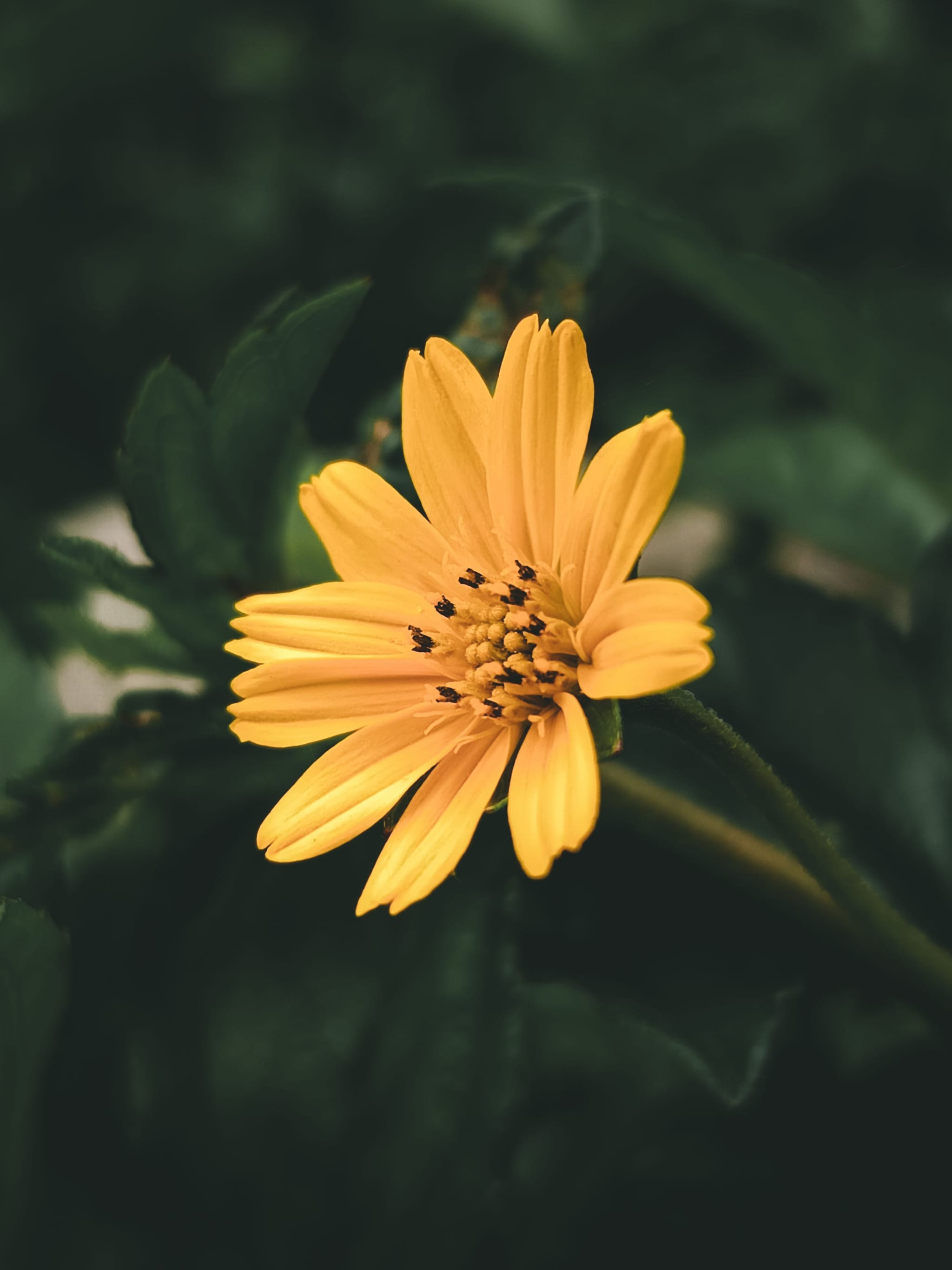 Wildflower